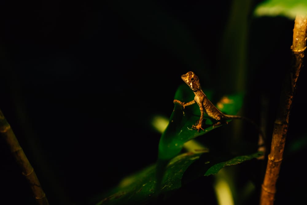Lost in Nature