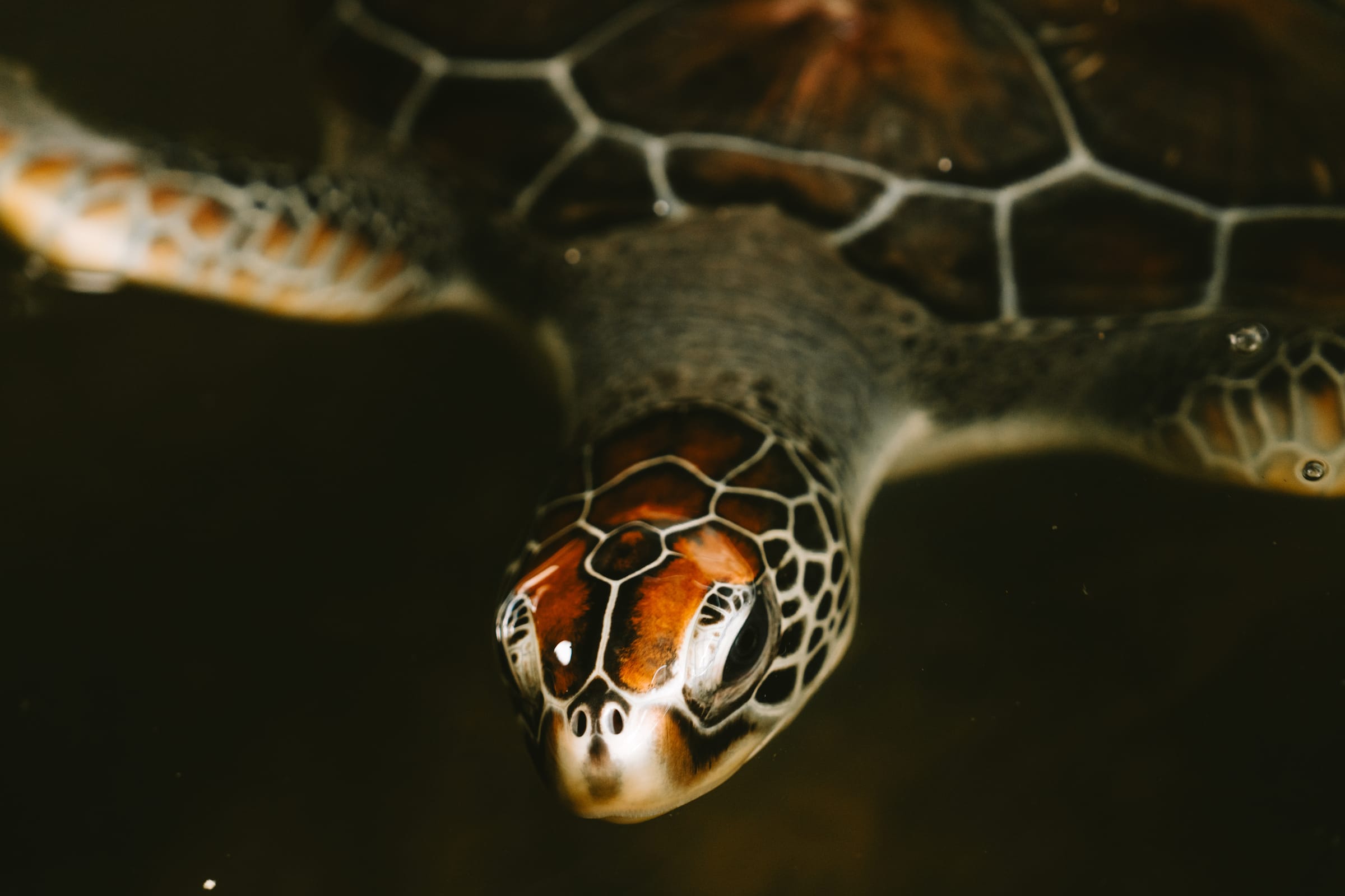 Forces of Nature